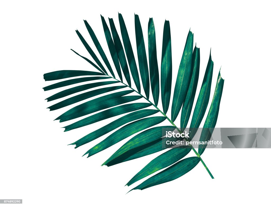 Tropical palm leaf isolated on white background Tropical palm leaf isolated on white background, blue toned process Leaf Stock Photo