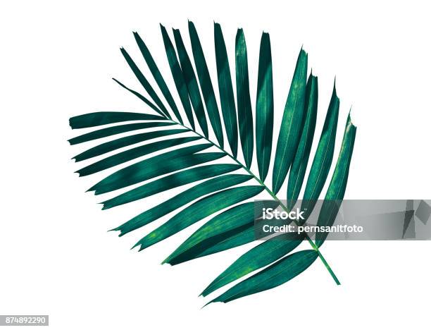 Tropical Palm Leaf Isolated On White Background Stock Photo - Download Image Now - Leaf, Tropical Climate, Palm Leaf