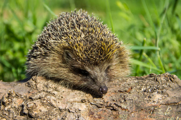 istock Young prickly hedgehog on the log 874892454