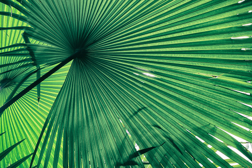 Green palm tree leaves shining with sunlight in Florida