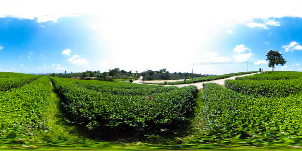 istock 360 degrees spherical panorama of Green tea farm 874906912