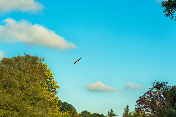 istock Bird flying on the blue sky - Warminster Park 874910406