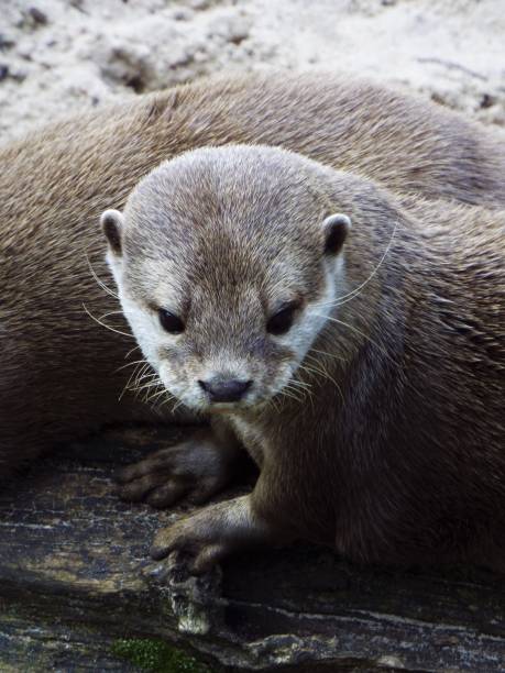 istock Asian short-clawed Otter at Living Coasts 874918006