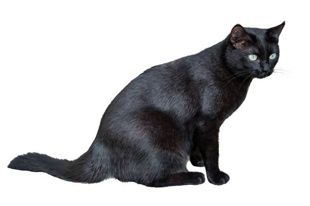 istock A big black mongrel house cat sits isolated 874923500