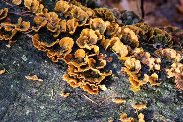istock Stereum gausapatum fungus growing on tree 874926212