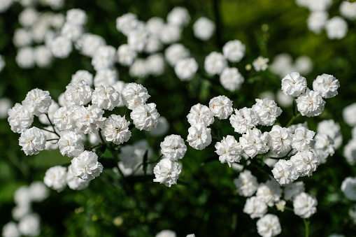 many buds of small white flowers/buds of white flowers around the picture