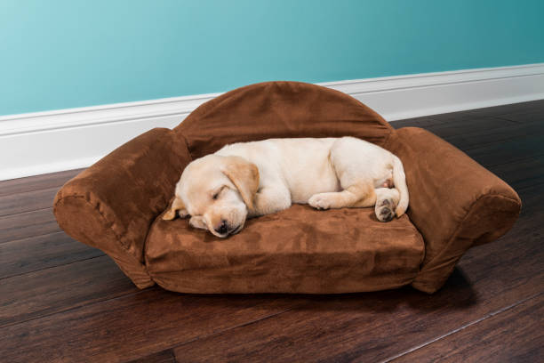 istock Yellow Labrador puppy sleeping in a sofa shaped dog bed - 7 weeks old 874927128