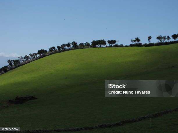 Trees In A Row Stock Photo - Download Image Now - Agricultural Field, Atlantic Islands, Azores