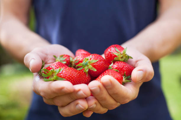 close up of hands with strawberry