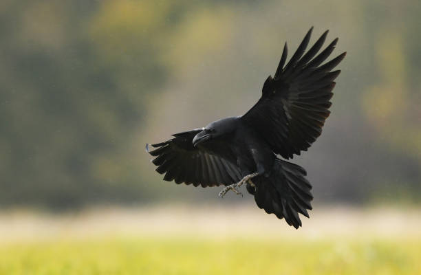 Raven Raven ornithology photos stock pictures, royalty-free photos & images