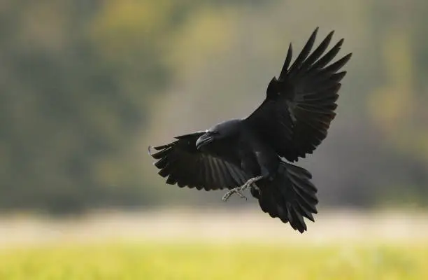 Photo of Raven