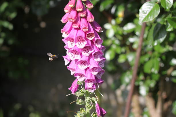istock Purple flower and bumblebee 874932808