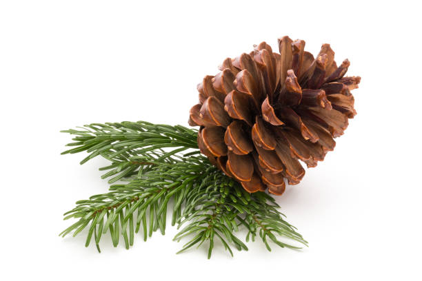 istock Christmas cone with red berries on a bokeh background. 874933552