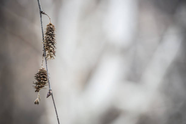Selective focus plants in winter nature background
