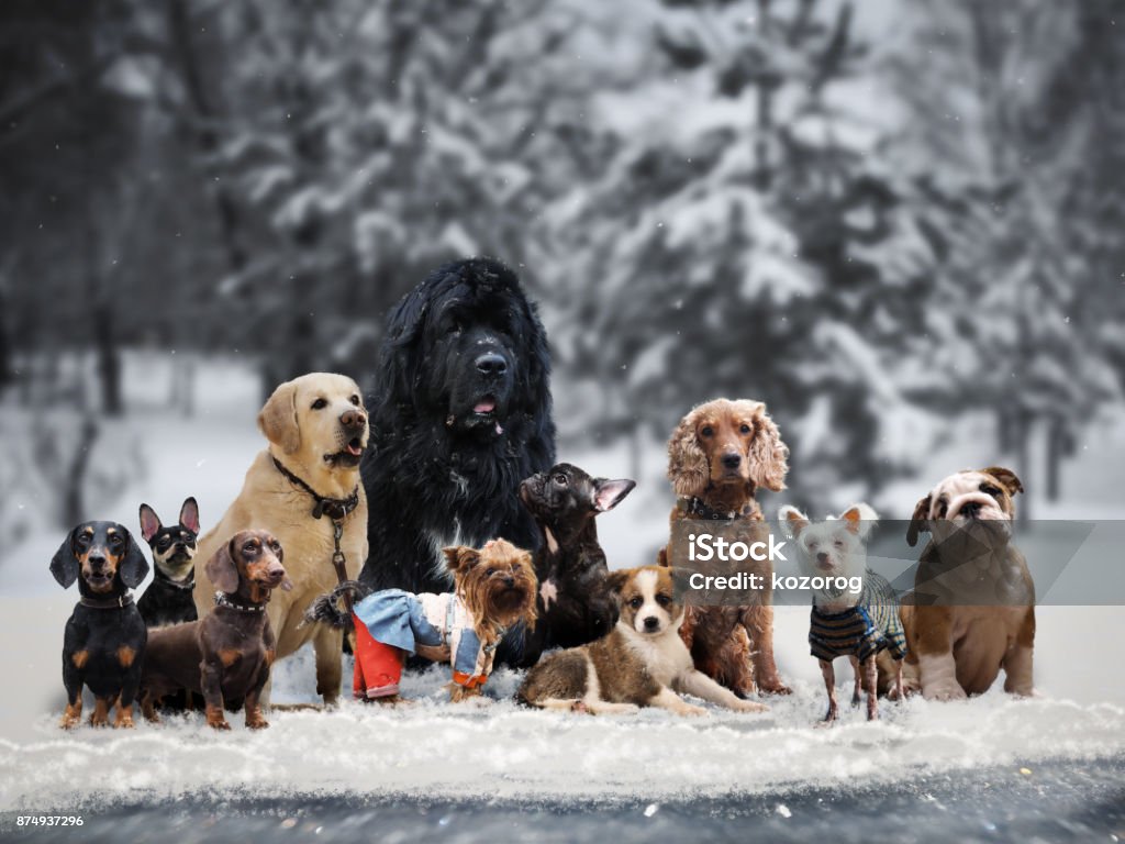 Many different breeds of dogs under the snow Dog Stock Photo