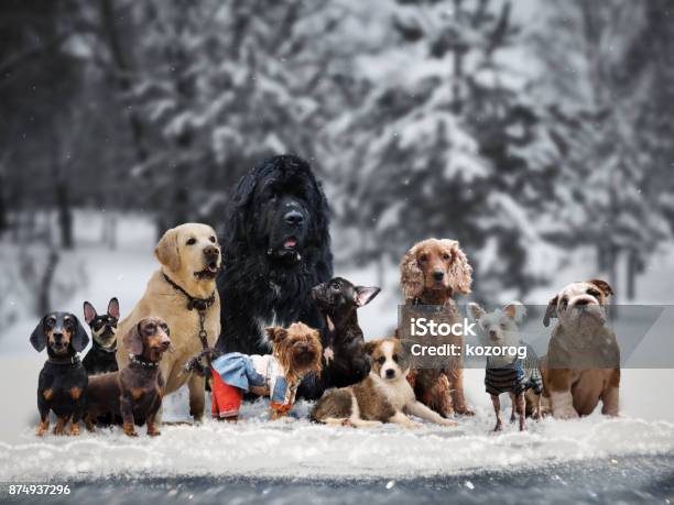 Many Different Breeds Of Dogs Under The Snow Stock Photo - Download Image Now - Dog, Winter, Group Of Animals