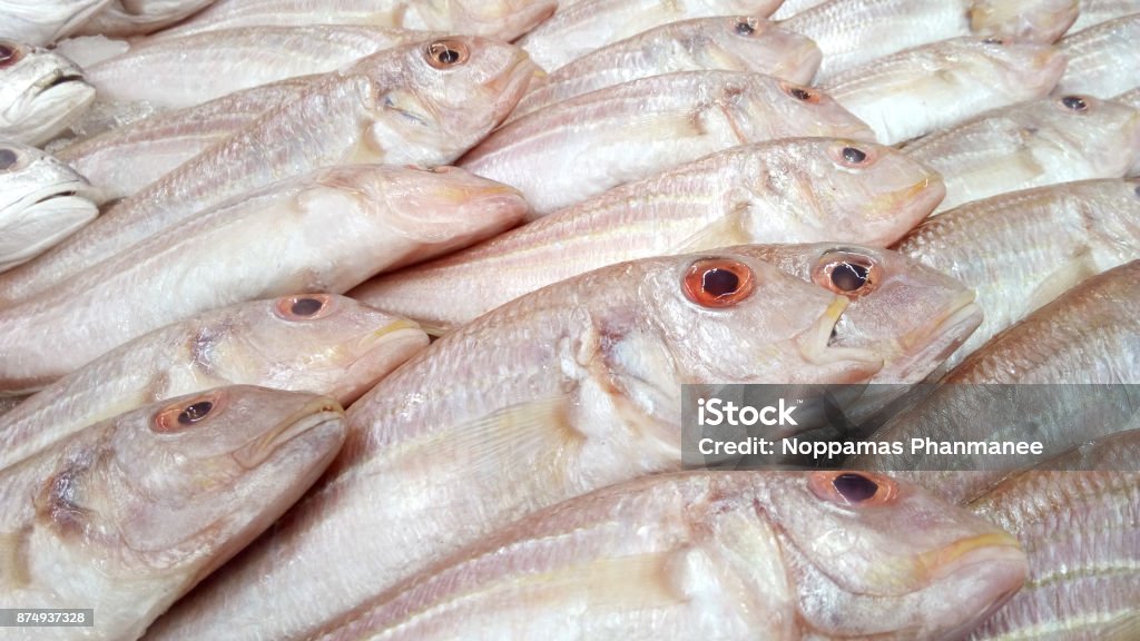 Whisker Sheatfish Group of fresh Whisker Sheatfish, (Phalacronotus bleekeri) Fishes of mass product from fresh market for food industries Agriculture Stock Photo