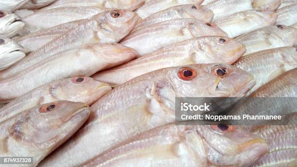 Whisker Sheatfish Stock Photo - Download Image Now - Agriculture, Animal Fin, Animal Scale