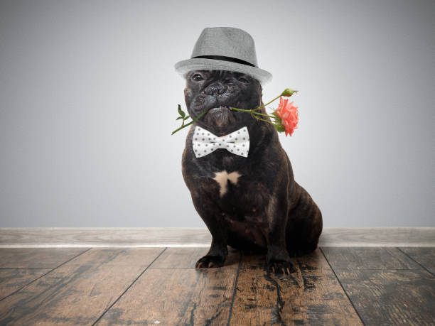 506 Funny Im Sorry Stock Photos, Pictures & Royalty-Free Images - iStock