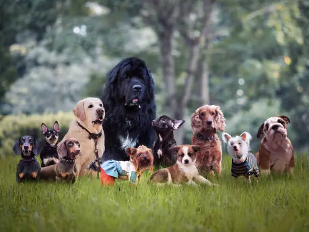 Many different breeds of dogs on the grass