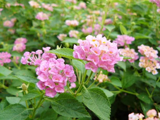 istock Background of group of white flowers 874940406