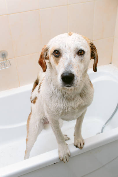 istock Cute dog standing in bathtub waiting to be washed 874940436