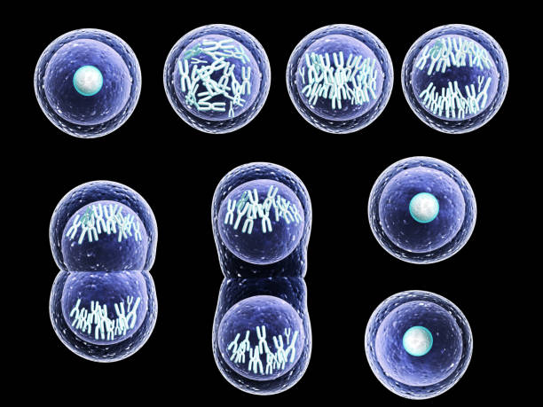 processus de la division des cellules - mitosis photos et images de collection