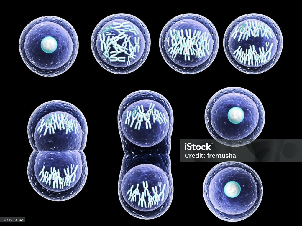 Process division of cell Mitosis process, division of cell. Isolated on black background. 3d render Mitosis Stock Photo