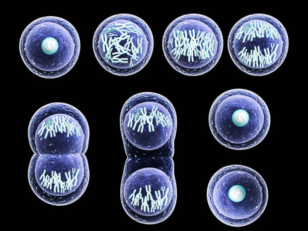 Process division of cell Mitosis process, division of cell. Isolated on black background. 3d render mitosis stock pictures, royalty-free photos & images