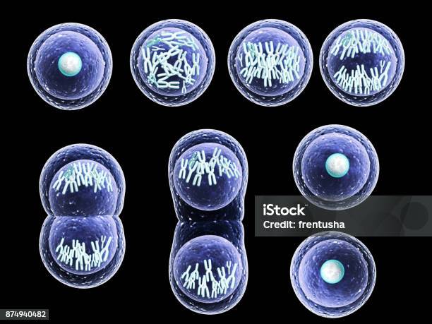 Process Division Of Cell Stock Photo - Download Image Now - Mitosis, Meiosis, Repetition