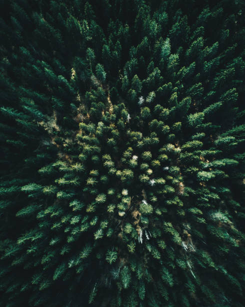 istock Forest of tree pines aerial view 874940590
