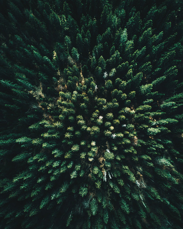 Forest of tree pines aerial view