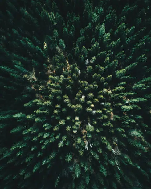 Photo of Forest of tree pines aerial view