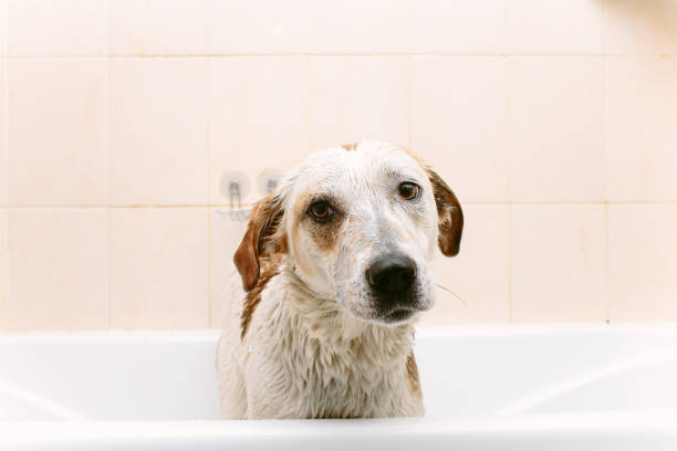 istock Cute dog standing in bathtub waiting to be washed 874940592