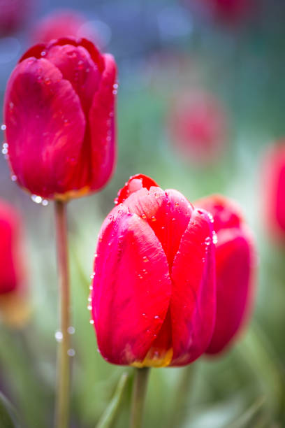 istock Red beautiful tulips garden with sunlight. Floral background. 874944542