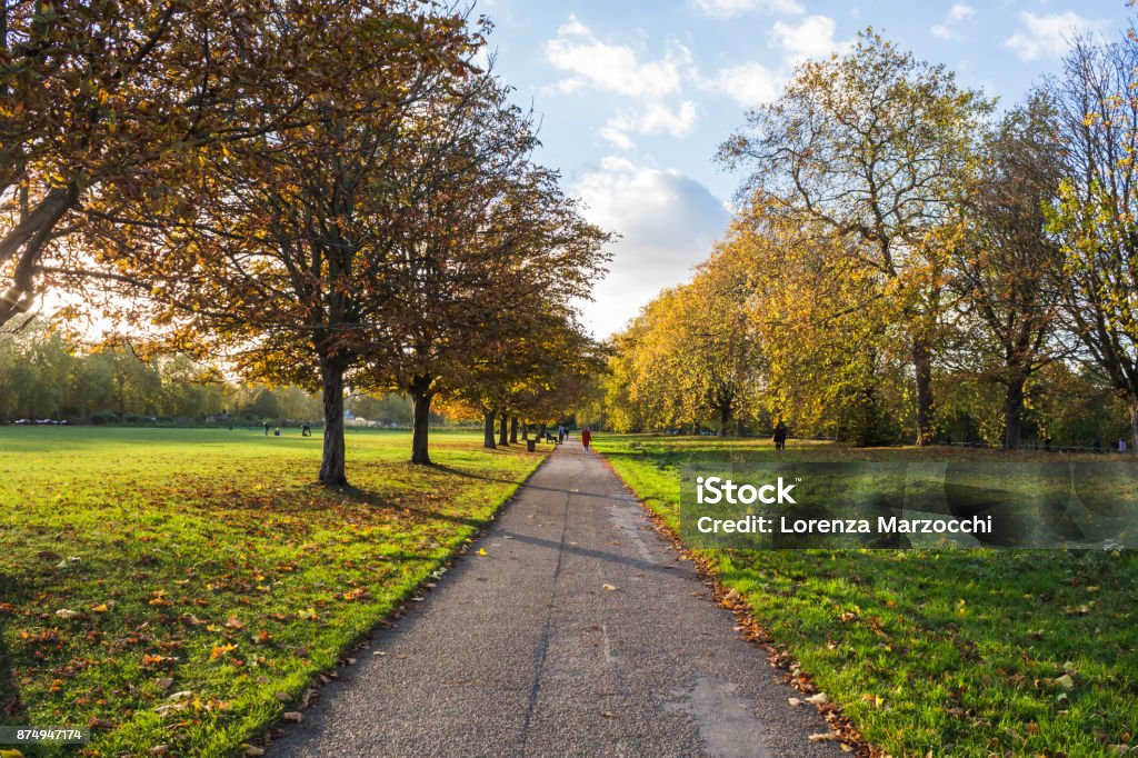 Autumn Scene in the Park Beautiful autumn scene with changing leaves and soft sunlight. Public Park Stock Photo