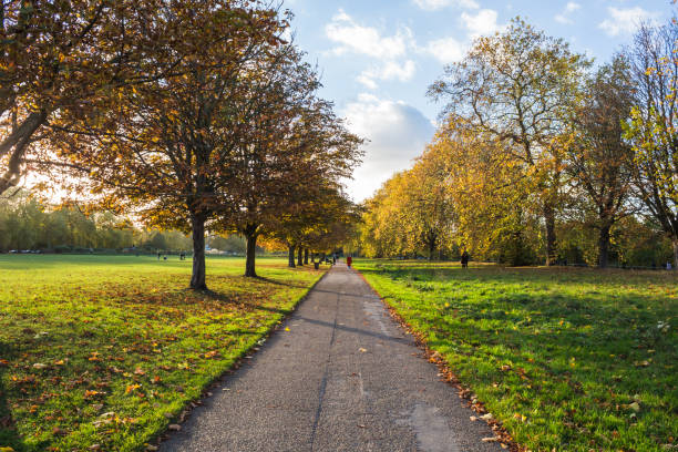 Autumn Scene in the Park Beautiful autumn scene with changing leaves and soft sunlight. hyde park london photos stock pictures, royalty-free photos & images