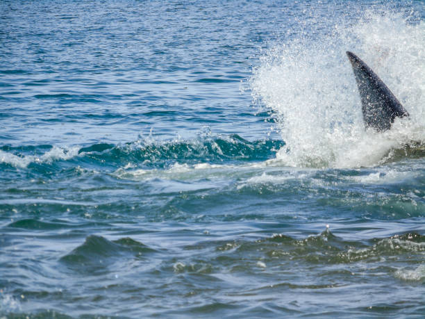 istock Sperm Whale In Aceh, Indonesia 874947232