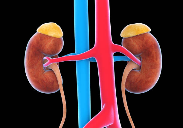 illustrazione del sistema urinario umano - renal vein foto e immagini stock