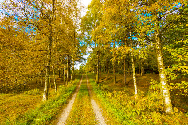Autumn country road in sweden