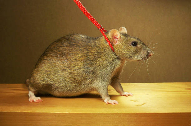 gray rat on red leash