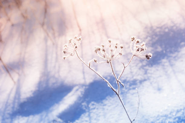 Branch covered with snow at sunrise.