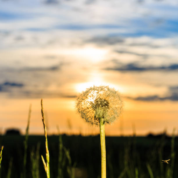 istock Fresh dewy green grass at sunrise. 874955750