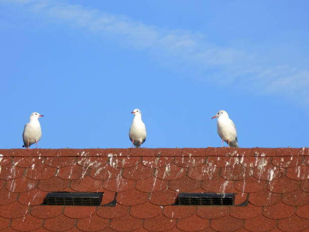 istock Three seagulls standing on the top of the roof 874955774