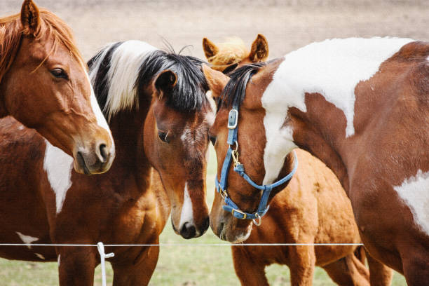 istock Horse Meeting - Texture Added 874958680