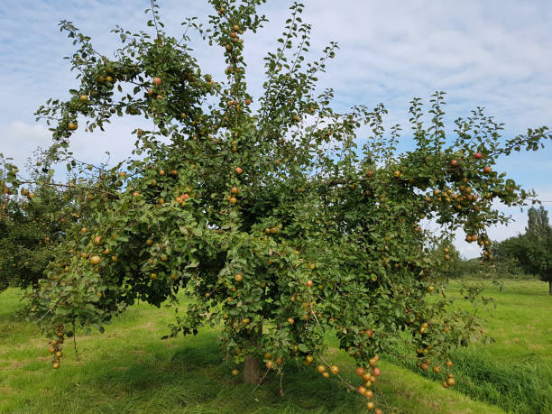 istock Boskoop, Apple, malus, domestica 874959696