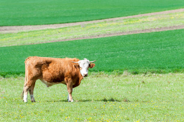 Young red curly bull grazing in green springtime field. Moravia. Czech republic. Vibrant colored outdoors horizontal image.