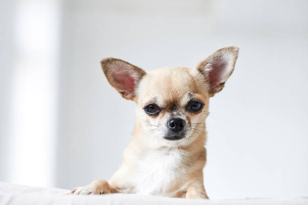 istock Chihuahua sitting and looking at camera against white background 874967984
