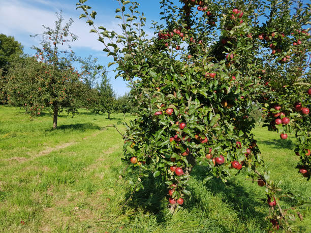 istock Bernese rose apple, Apple, malus, domestica 874968436