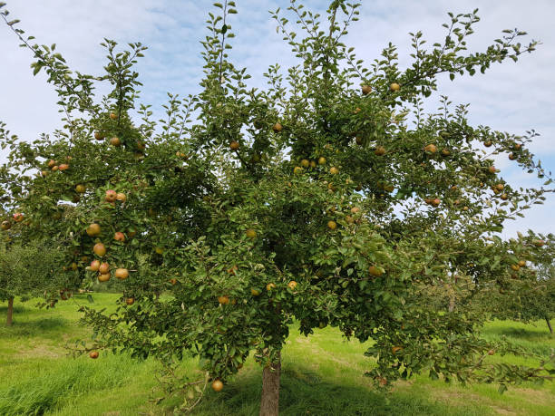 istock Coulon Renette, malus, maid 874968590
